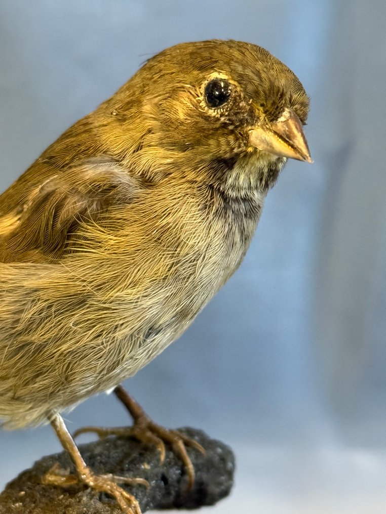 Erbero scialbo Βάση ταρίχευσης ολόκληρου σώματος - Asemospiza obscura (with proof of legal origin) - 15 cm - 3 cm - 8 cm - Είδη που δεν ανήκουν στο CITES #1.0