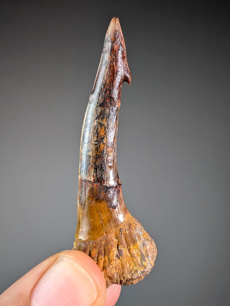 Cretaceous Sawfish - Fossil tooth - Onchopristis numidus - 7.4 cm - 2.6 cm  (No Reserve Price) #2.1