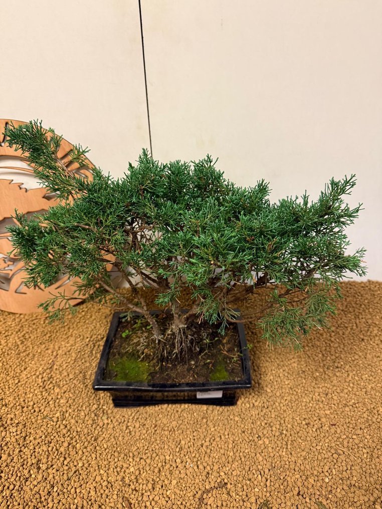 Juniper bonsai (Juniperus) - Height (Tree): 34 cm - Depth (Tree): 46 cm - Portugal #2.1