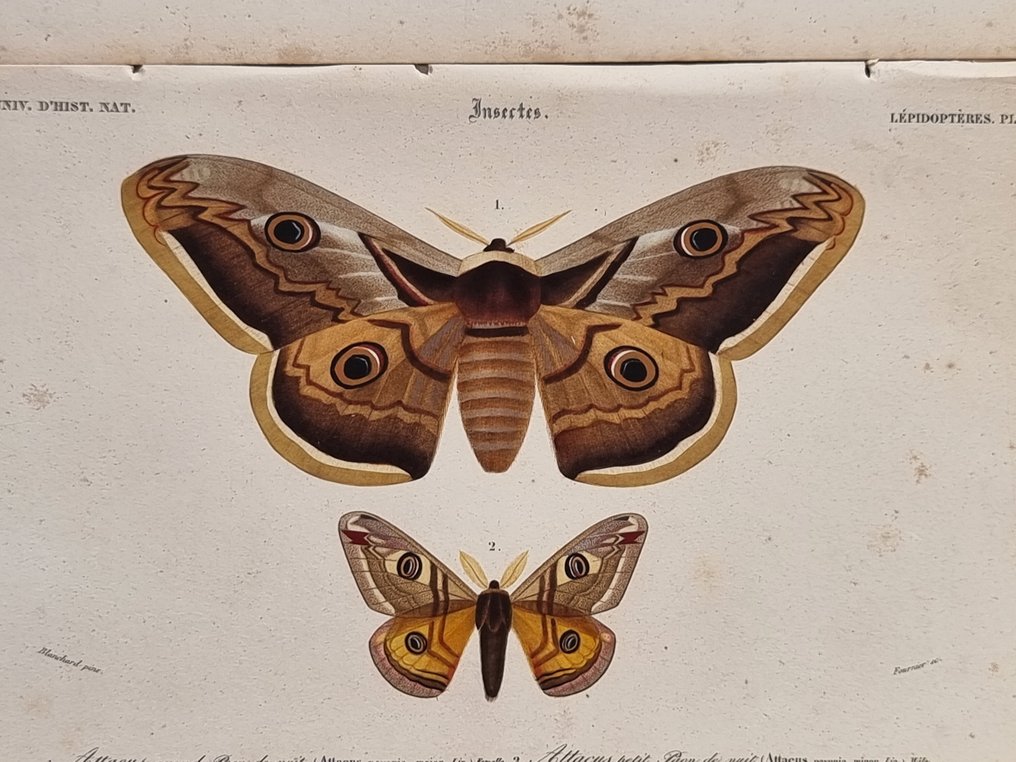 Charles Dessalines D'Orbigny - Lot. of 7 plates - Dictionnaire Universal d'Histoire Naturelle - Zoologie & Botanique - 1849 #1.0