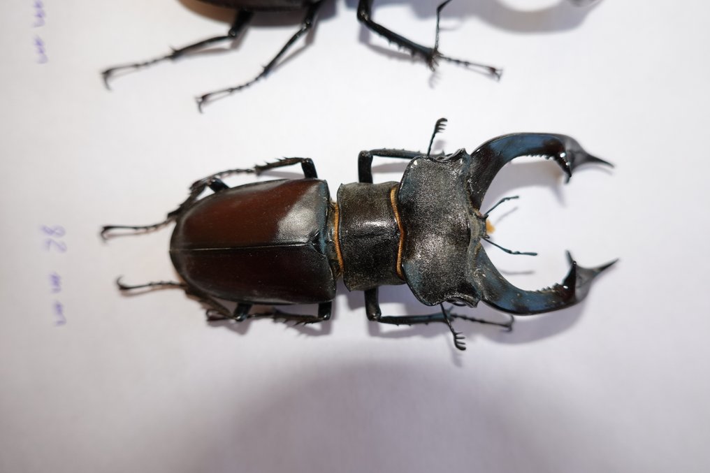甲虫 骨架 - Lucanus Cervus Cervus XXl (A1+) - 1 mm - 1 mm - 82 mm -  (4) #2.1