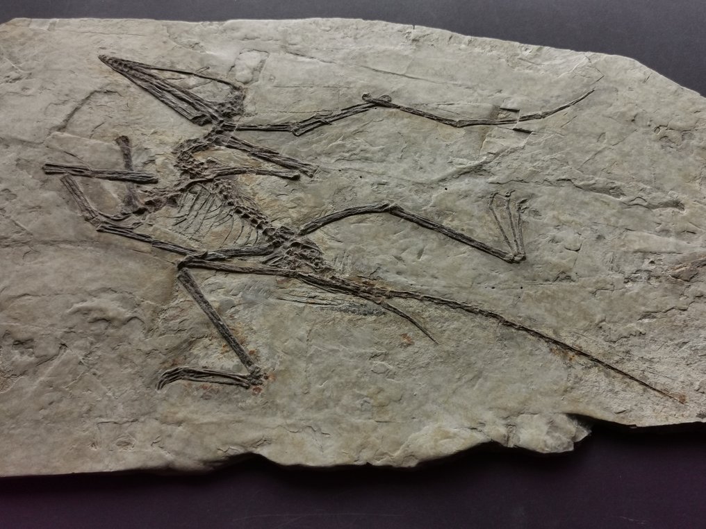 Esqueleto completo de Pterosaurus, extremamente raro, não dinossauro. - Esqueleto fóssil - Darwinopterus modularis #3.2