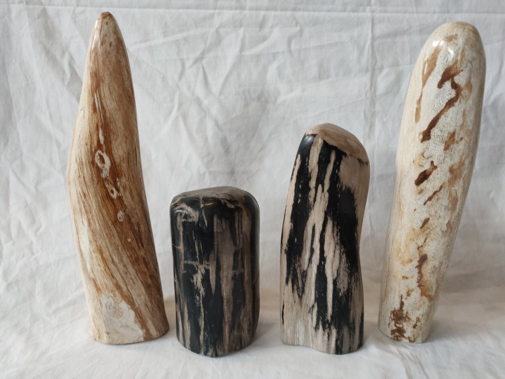 Petrified wood - Fossilised wood #1.0