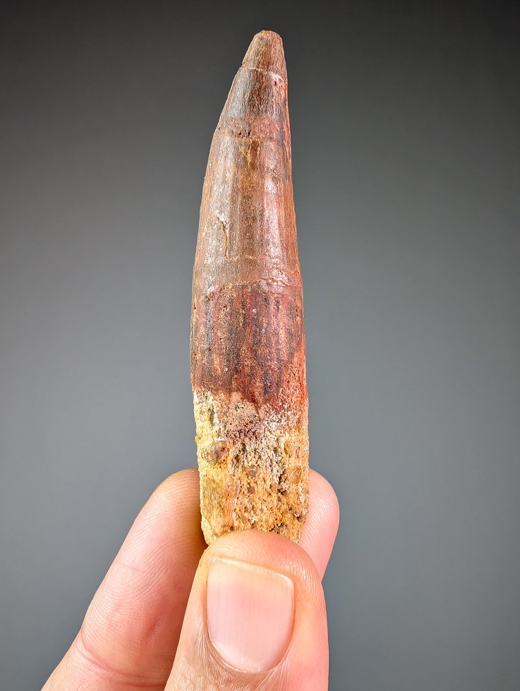 Beautiful dinosaur tooth of considerable size - Fossil tooth - Spinosaurus sp. - 7.8 cm - 1.7 cm  (No Reserve Price) #1.0