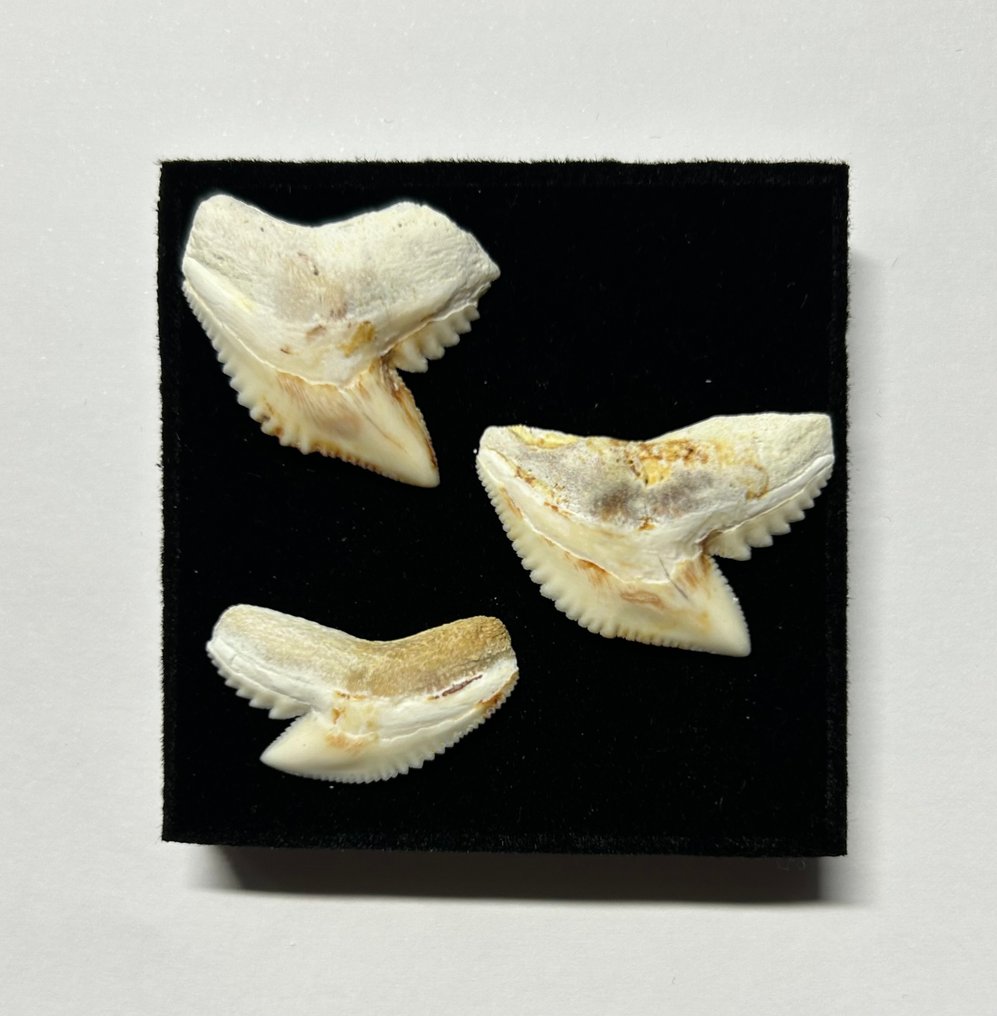Tiger Shark Set of teeth - Galeocerdo cuvier - 2 cm - 2.6 cm - 0.5 cm- Non-CITES species - (3) #1.0