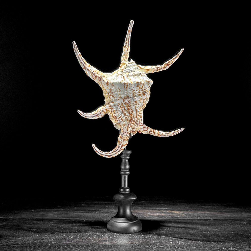 Stunning Set of Two Spider Conch Shell on custom stands - Sea shell - Lambis lambis (No Reserve Price) #2.1