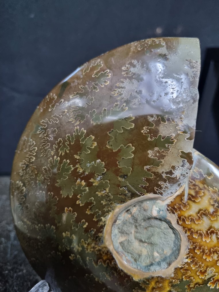 Beautiful big Ammonite with beautiful pattern. - Fossilised animal - Aioloceras (Cleoniceras) sp - 160 mm - 133 mm (No Reserve Price) #1.0