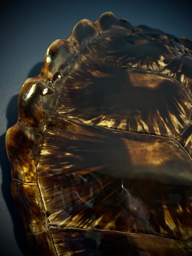 karapaks żółwia Karapaks - Chelonia mydas - 46 cm - 41 cm - 0 cm - CITES - załącznik I - A w UE - 1 #4.3