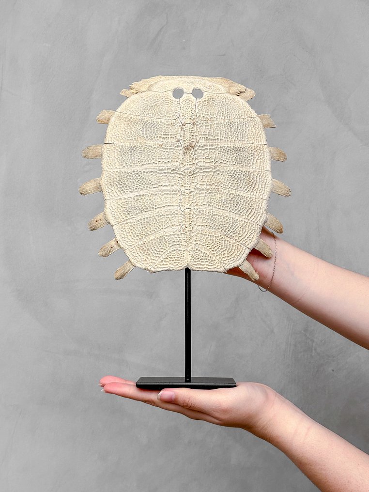 NO RESERVE PRICE - Stunning Chinese Softshell Turtle Carapace on a custom stand - Bone - Pelodiscus sinensis - 33 cm - 23 cm - 7 cm- Non-CITES species - (1) #1.0