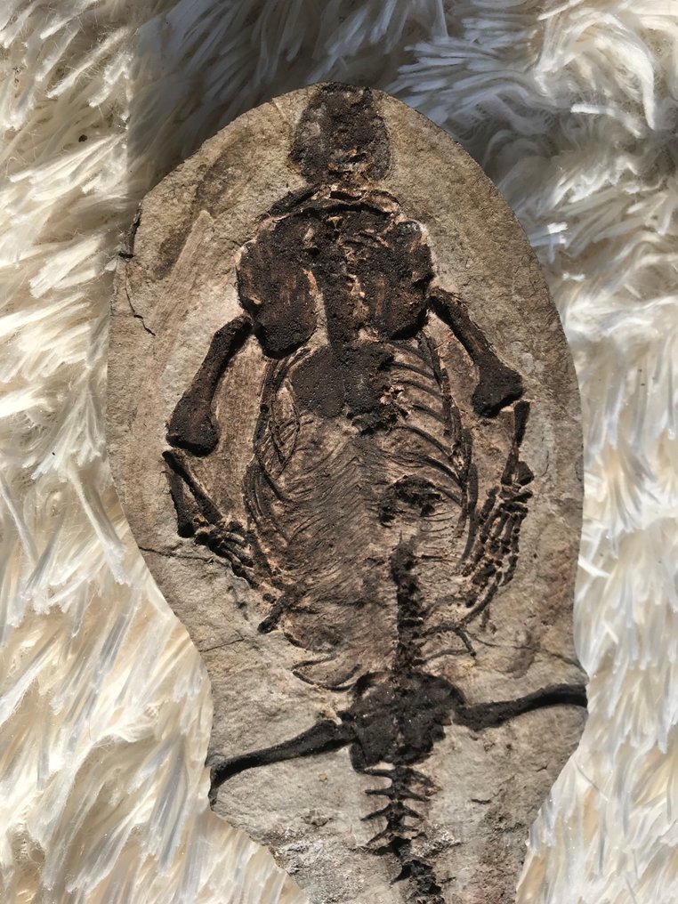 Rettile marino - Scheletro fossile - Barasaurus sp. - 25 cm - 11 cm #1.0