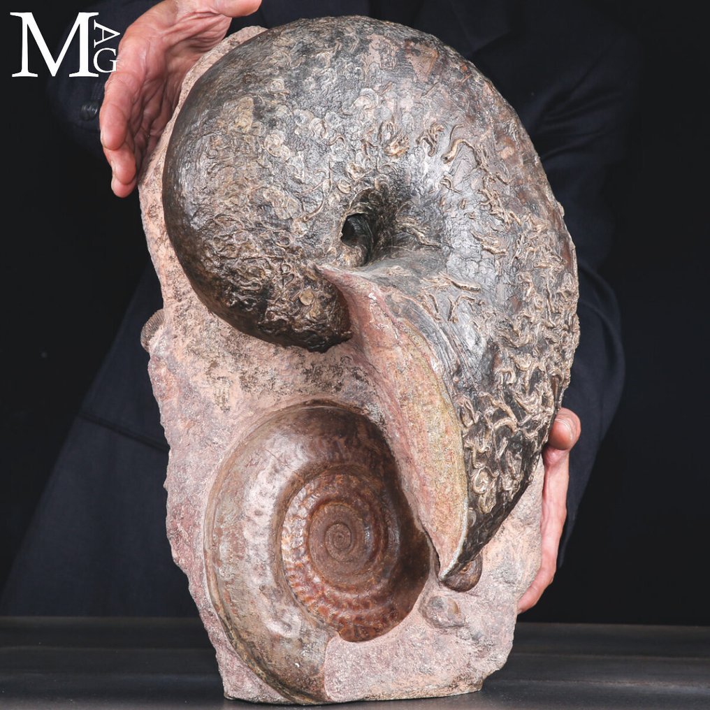 Poikkeuksellinen Toarcian Nautilus ja Hildoceras -fossiili – Suuri, Harvinainen ja Täysin - Kivettynyt simpukka - Nautilus fossile - Cenoceras sp. Hildoceras bifrons – Toarciano - 420 mm - 275 mm #2.1