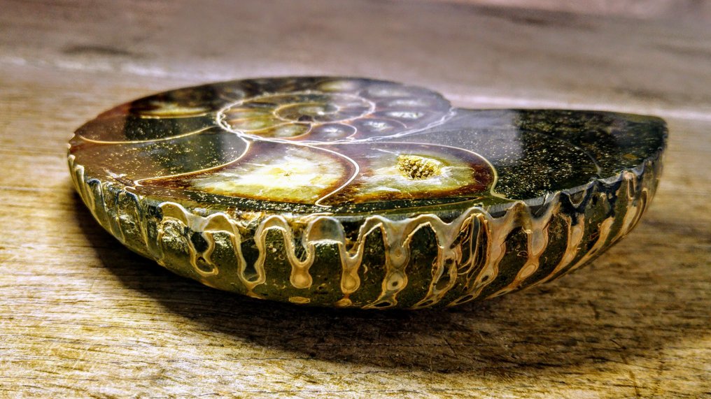 菊石亞綱 - 動物化石 - Aioloceras (Cleoniceras) sp. - Nautilus - 14 cm - 11 cm  (沒有保留價) #4.3