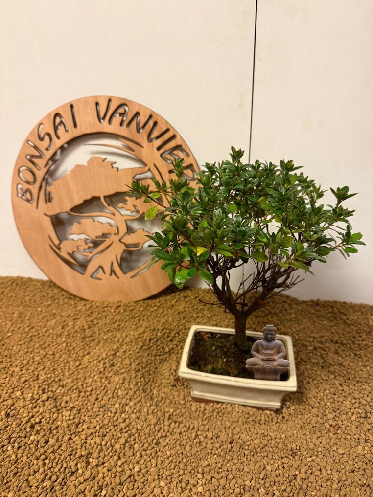 Azalea bonsai (Rhododendron) - Height (Tree): 28 cm - Depth (Tree): 21 cm - Belgium #1.0