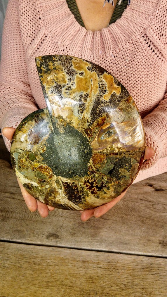 Ammonoid - Fossiliserat djur - Aioloceras (Cleoniceras) sp. - Nautilus - 24 cm - 20 cm #3.2