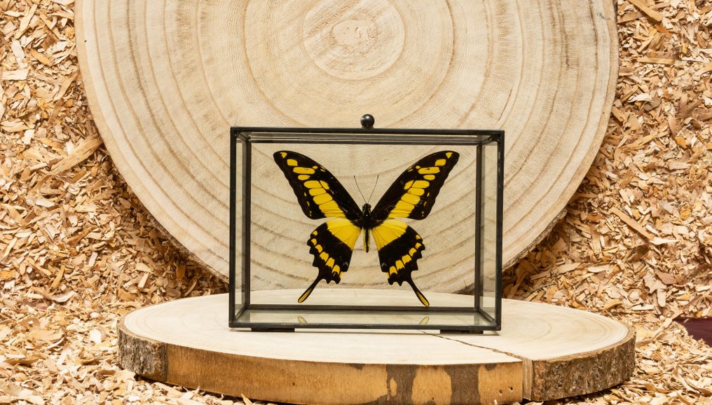 Farfalla Allestimento tassidermico a corpo intero - Papilio thoas cinyras - 11 cm - 15 cm - 8 cm #1.0