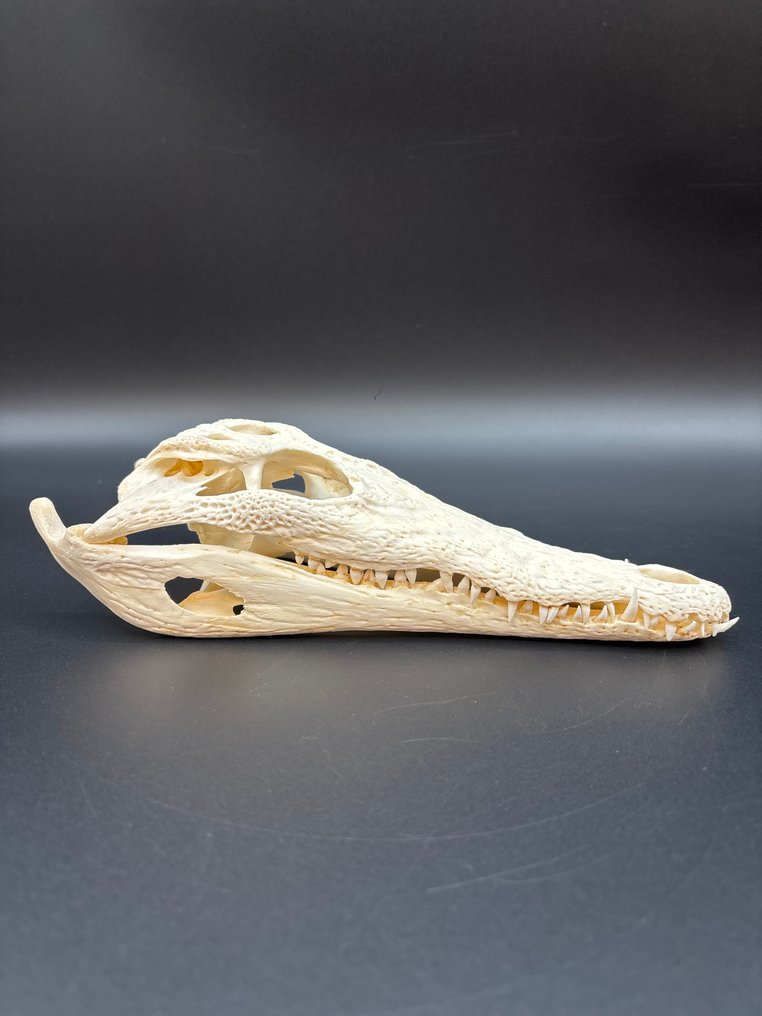 尼羅鱷 頭骨 - Crocodylus niloticus - 6 cm - 10 cm - 25 cm- CITES 附件2 - 歐盟內附件B -  (1) #2.1