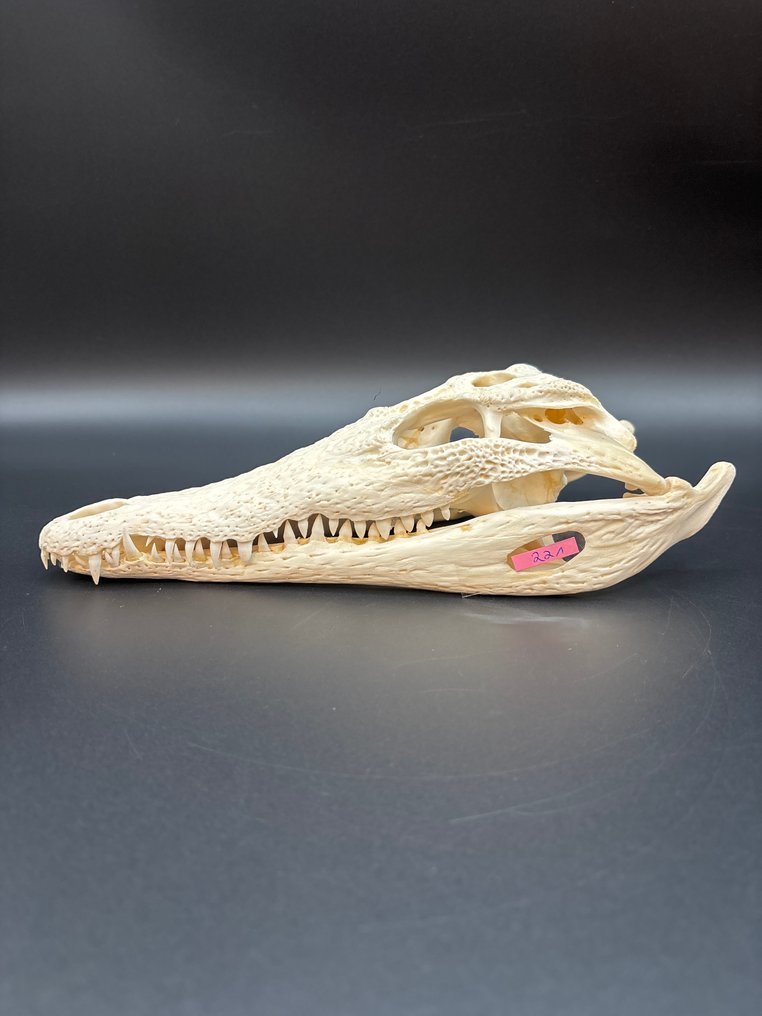 Crocodilo do Nilo Crânio - Crocodylus niloticus - 7 cm - 11 cm - 27 cm- CITES Apêndice II - Anexo B na UE -  (1) #3.2