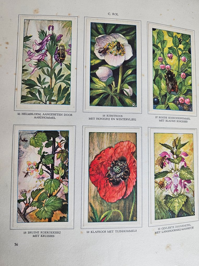 Jac. P. Thijsse, - Langs de Zuiderzee - 1914-1940 #4.3