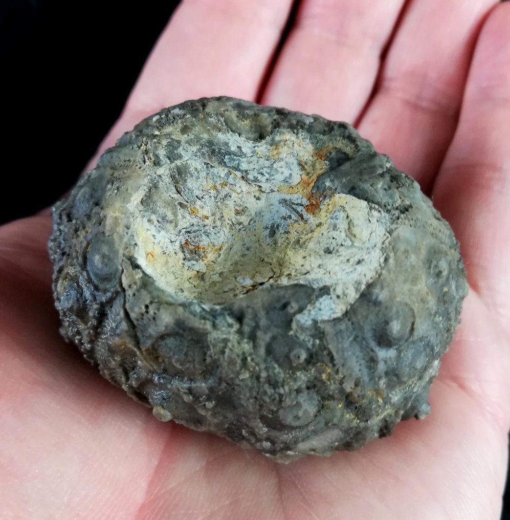 Impressive sea urchin, 51 mm! — Exceptional size in this scarce species! - Fossilised animal - Rolliericidaris mauritauinicus (JEANNET, 1937) - 51 mm - 46 mm  (No Reserve Price) #3.2