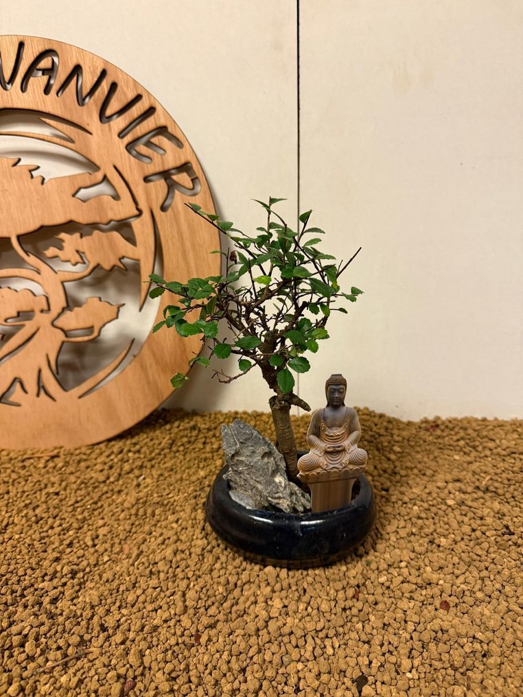 Ιαπωνική φτελιά μπονσάι (Τζέλοβα) - Ύψος (Δέντρο): 20 cm - Βάθος (Δέντρο): 11 cm - Βέλγιο #1.0