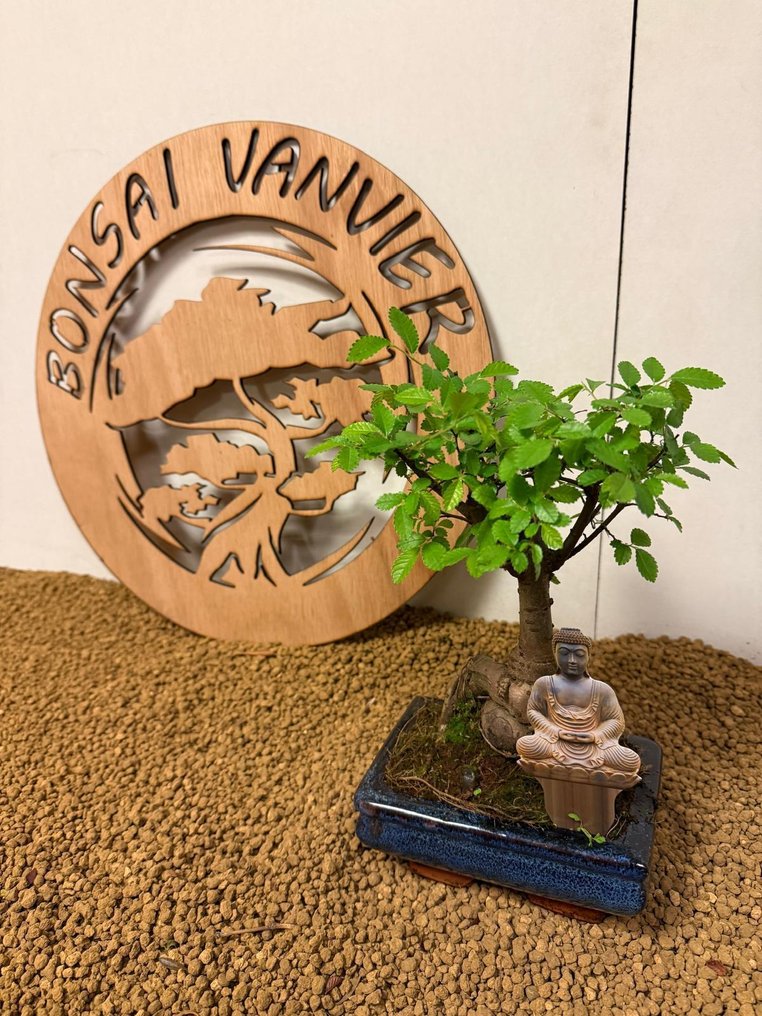 Japanese elm bonsai (Zelkova) - Height (Tree): 21 cm - Depth (Tree): 15 cm - Belgium #4.3
