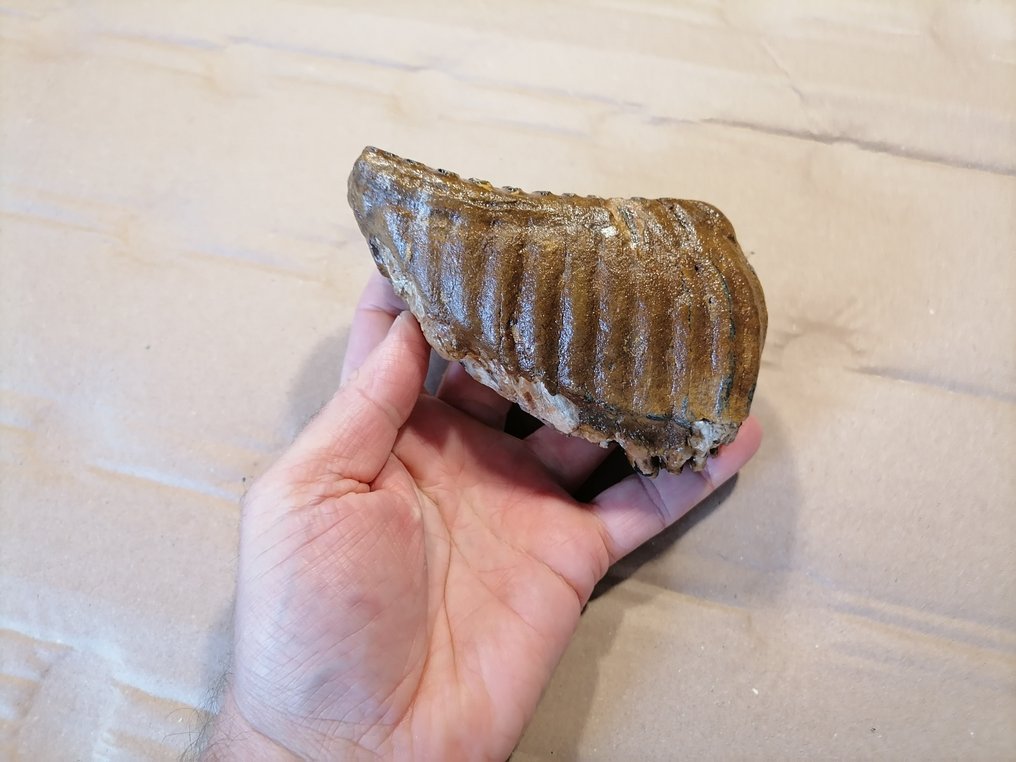 Zebră - Molar fosilă - Mammuthus primigenius  (Fără preț de rezervă) #3.2