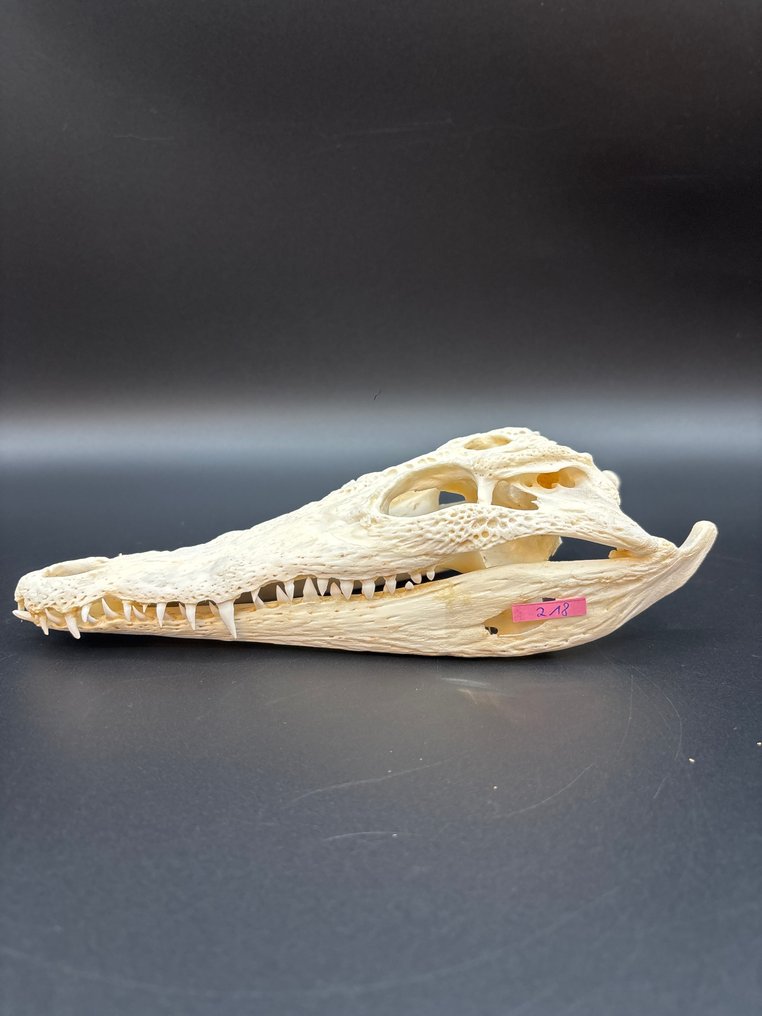 Nile Crocodile 颅骨 - Crocodylus niloticus - 9 cm - 10 cm - 23 cm- CITES附录II - 欧盟附件B -  (1) #3.2
