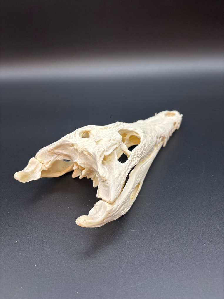 Nile Crocodile 颅骨 - Crocodylus niloticus - 6 cm - 10 cm - 24 cm- CITES附录II - 欧盟附件B -  (1) #4.3