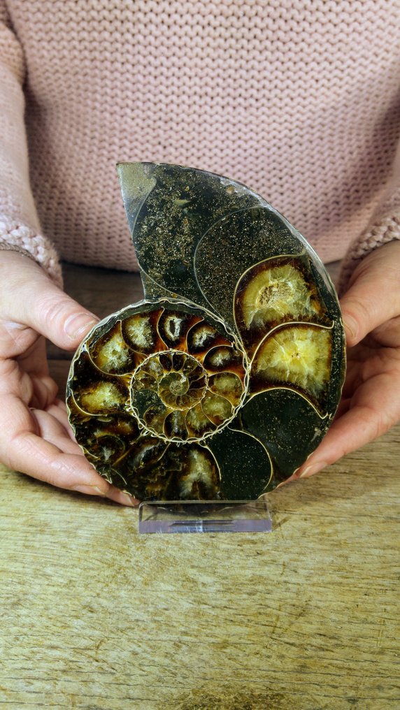 菊石亞綱 - 動物化石 - Aioloceras (Cleoniceras) sp. - Nautilus - 14 cm - 11 cm  (沒有保留價) #1.0