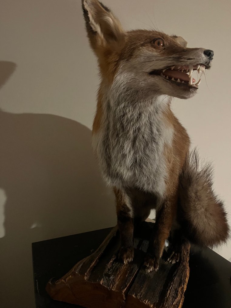 Volpe Rossa Allestimento tassidermico a corpo intero - Europese vos - 80 cm - 50 cm - 40 cm - 1 #3.2