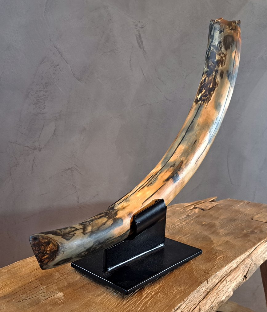 Woolly Mammoth - Fossil tooth - mammuthus - 73 cm - 22 cm #1.0