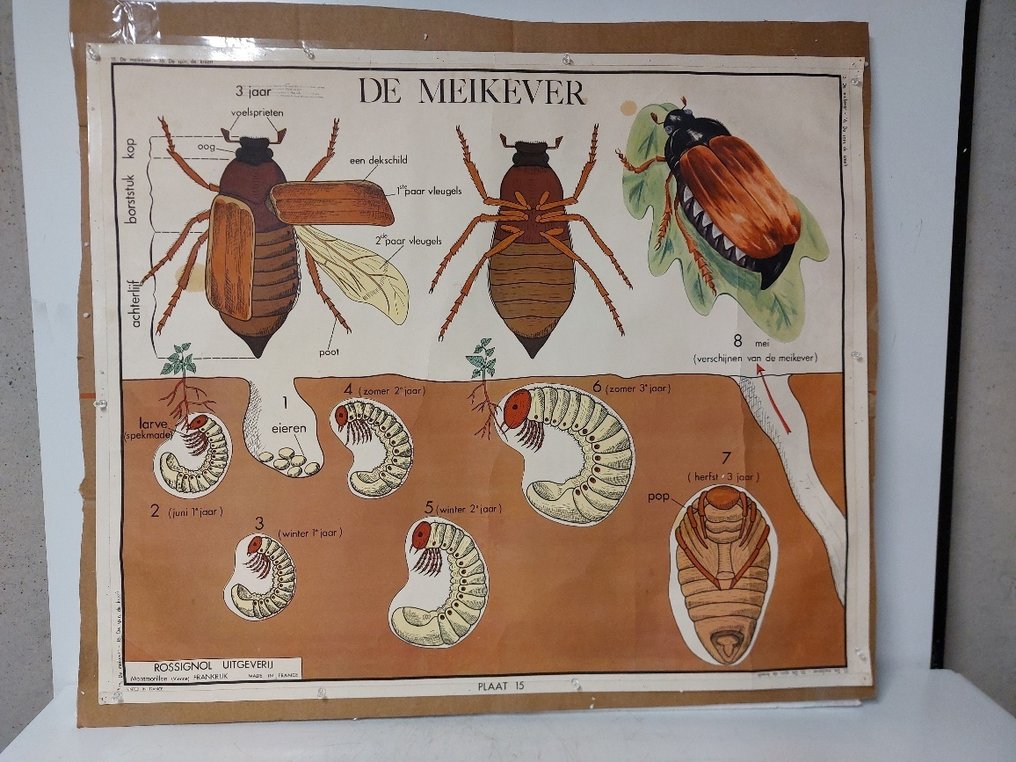 墙板 - 纸 - 学校海报 #1.0