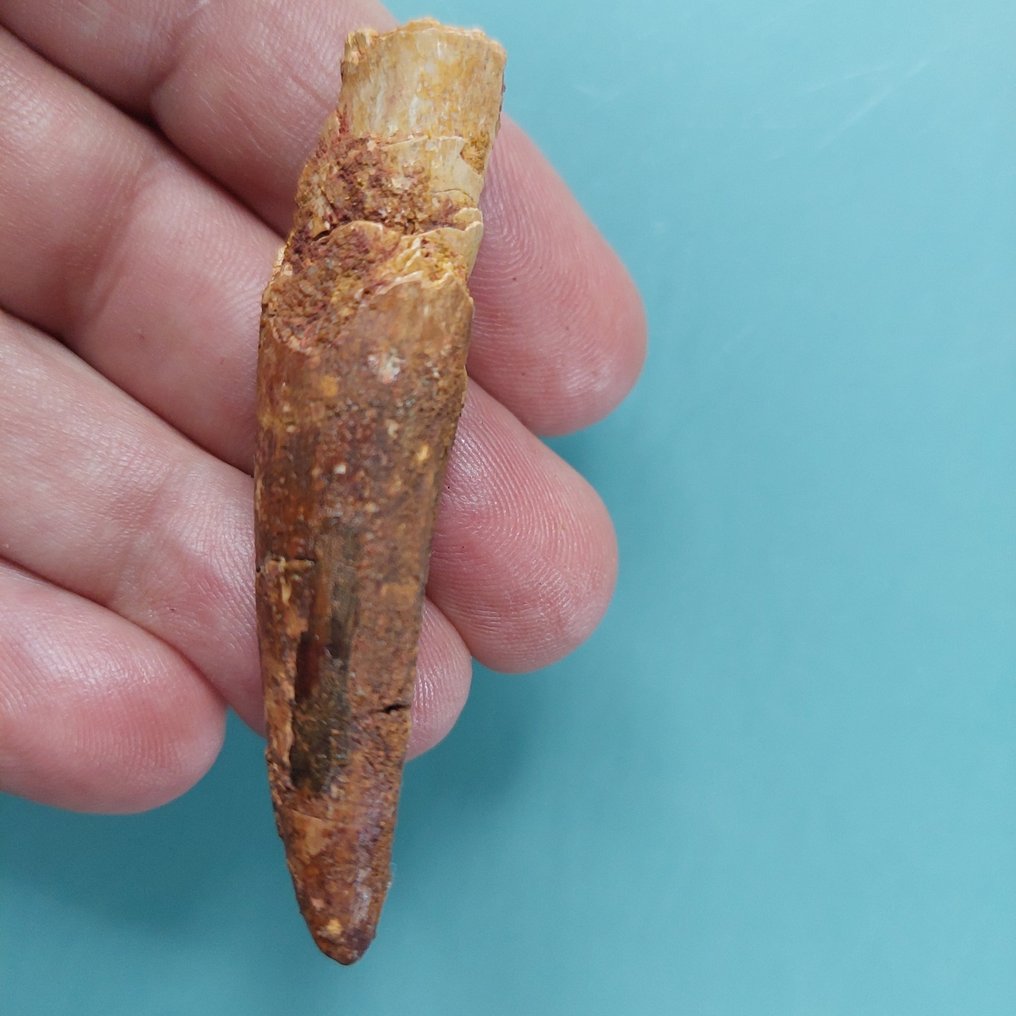 Dinosaur - Fossil tooth - Spinosaurus aegyptiacus - 68 mm - 20 mm (No Reserve Price) #2.1