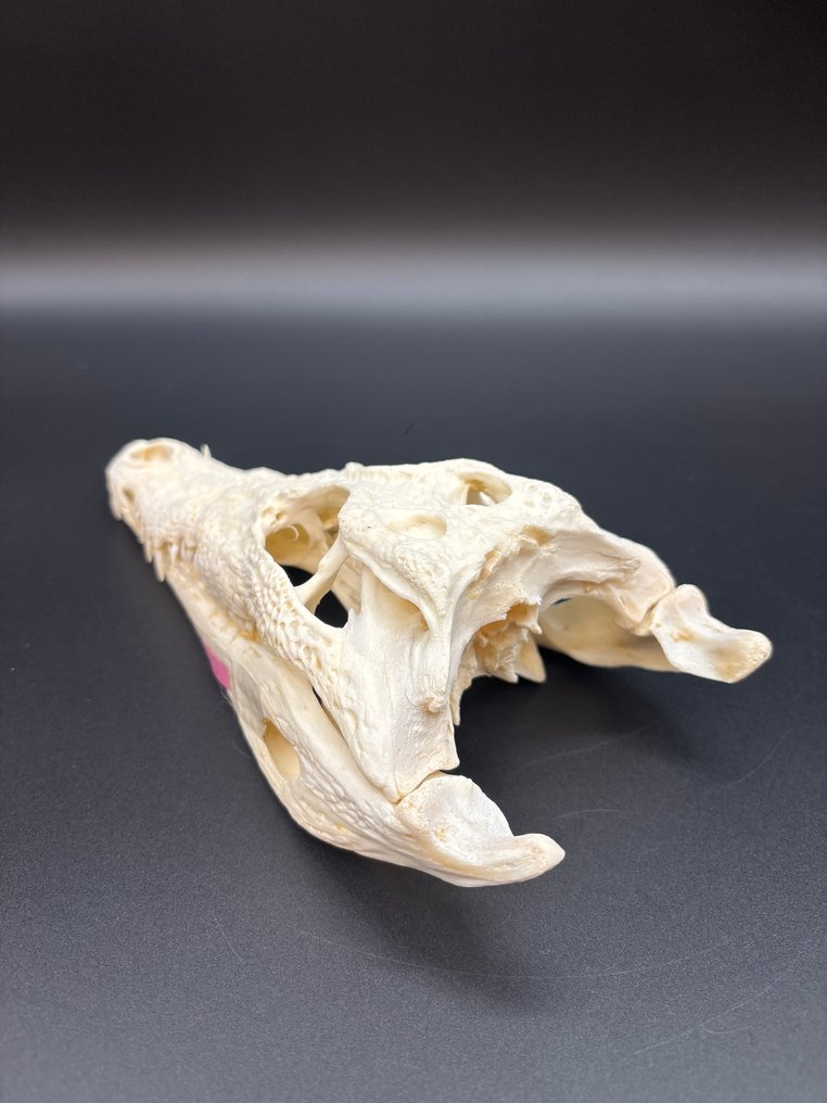Nile Crocodile 颅骨 - Crocodylus niloticus - 6 cm - 10.5 cm - 24 cm- CITES附录II - 欧盟附件B -  (1) #4.3