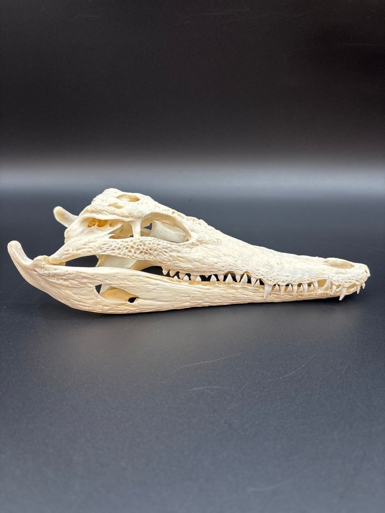 Nijlkrokodil Schedel - Crocodylus niloticus - 6 cm - 10 cm - 23.5 cm- CITES Appendix II - Bijlage B in de EU -  (1) #2.1