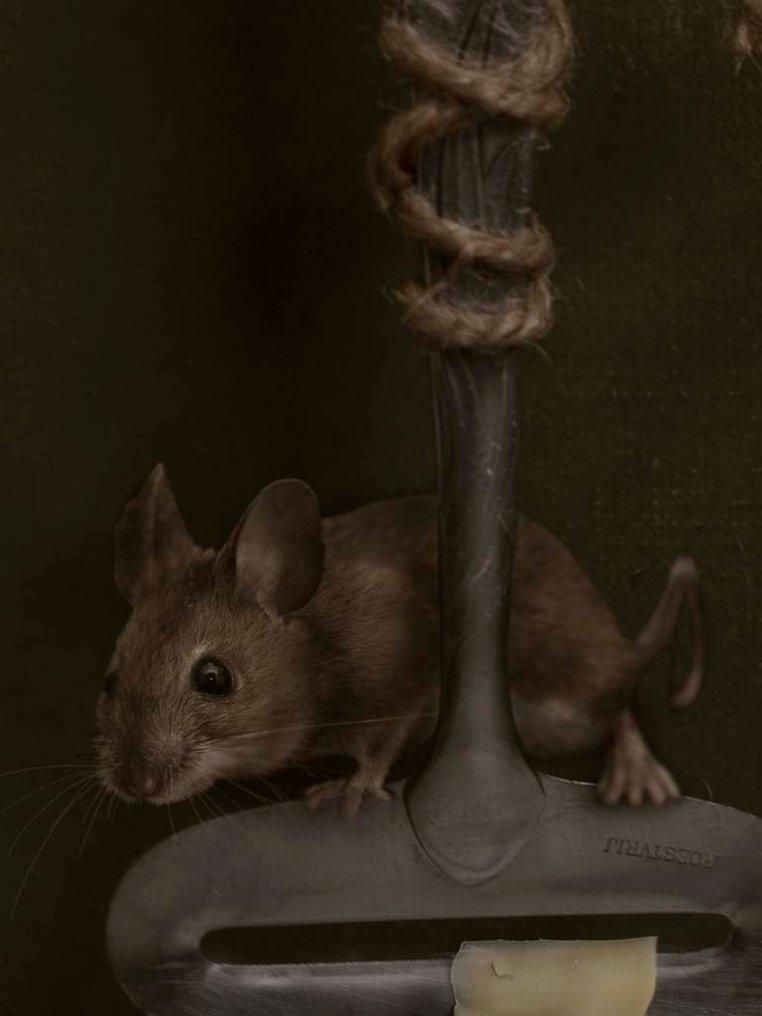 Kaat Stieber - Kaat Stieber - Cheese | Giclée Print - Signed - Numbered Edition - Contemporary #1.0