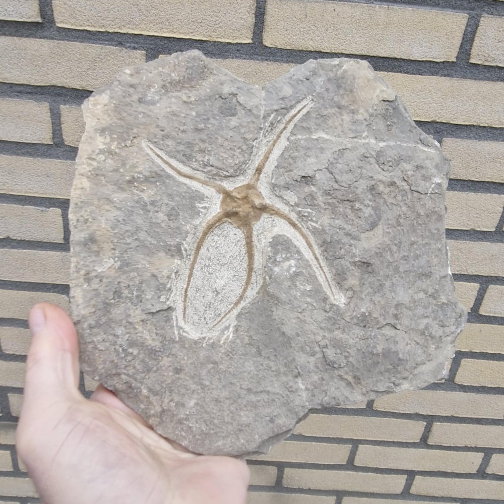 1 εύθραυστο αστέρι - Απολίθωμα πλάκας θνησιμότητας - Ophiuroidea - 223 mm - 211 mm  (χωρίς τιμή ασφαλείας) #2.1