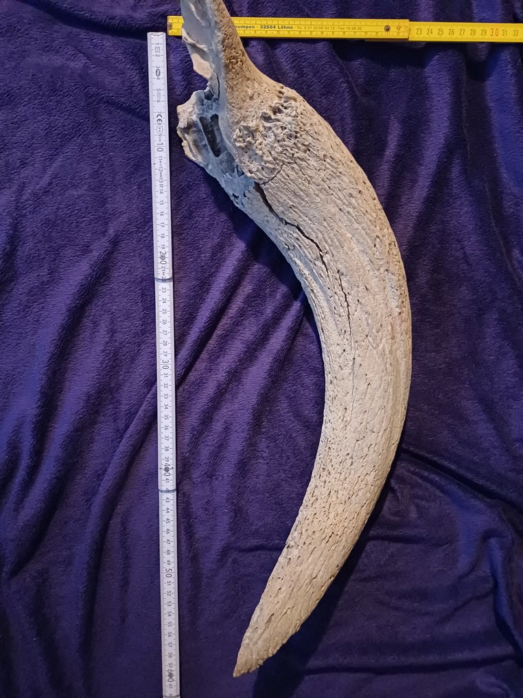 Auerochse - Απολιθωμένο οστό - bos primigenius - 25 cm - 55 cm  (χωρίς τιμή ασφαλείας) #1.0