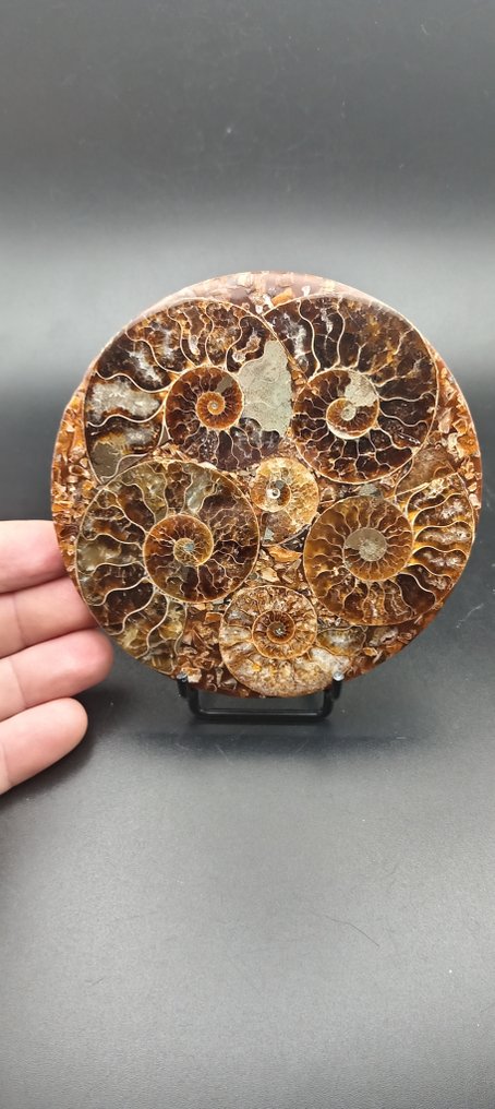 Ammoniitti - Kivettynyt simpukka - Cleoniceras sp. - 11 cm - 11 cm (Ei pohjahintaa) #1.0