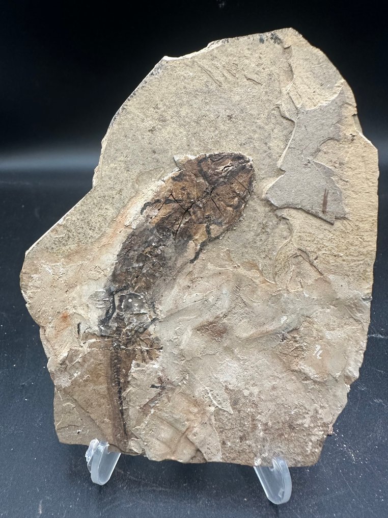 Salamander - Fossil matrix - Liaoxitriton zhongjiani - 13 cm - 11 cm  (No Reserve Price) #1.0