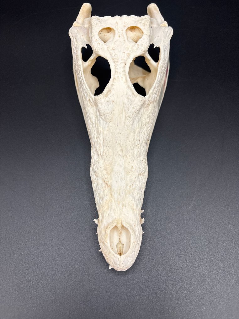 Nile Crocodile Craniu de reptilă - Crocodylus niloticus - 6.5 cm - 9 cm - 24 cm- CITES Anexa II - Anexa B din UE -  (1) #4.3