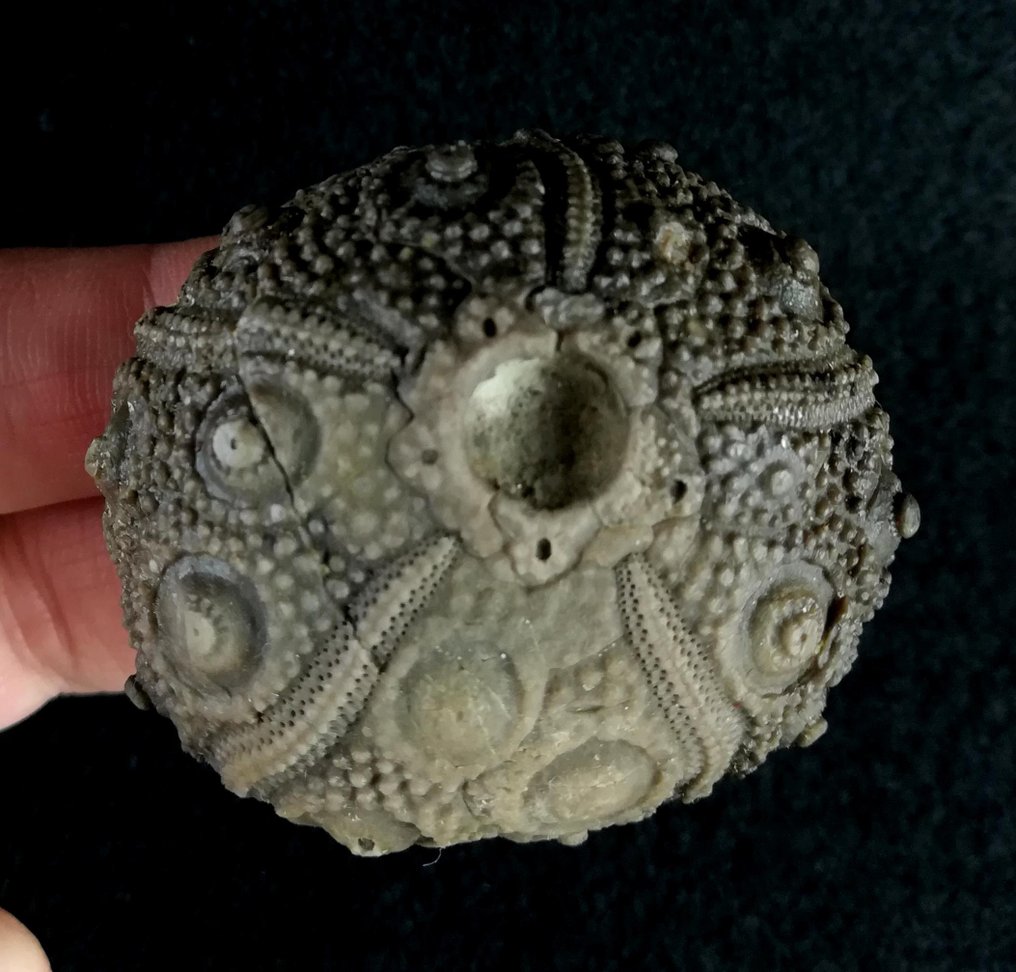 Impressive sea urchin, 51 mm! — Exceptional size in this scarce species! - Fossilised animal - Rolliericidaris mauritauinicus (JEANNET, 1937) - 51 mm - 46 mm  (No Reserve Price) #4.3