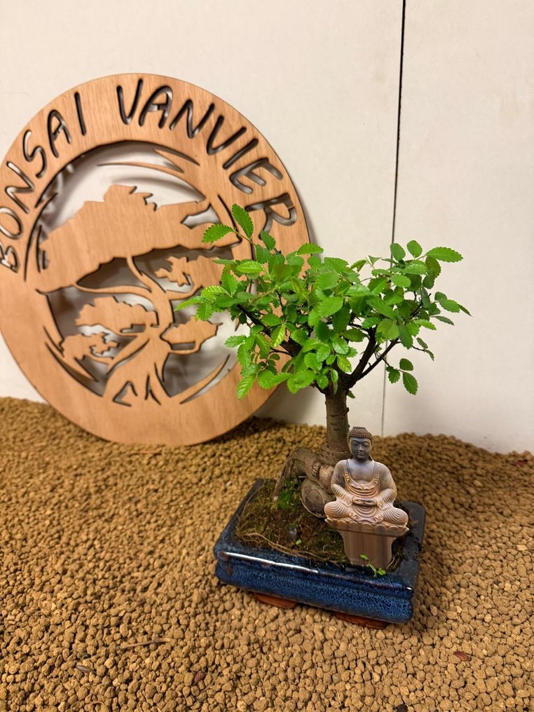 Japanese elm bonsai (Zelkova) - Height (Tree): 21 cm - Depth (Tree): 15 cm - Belgium #3.2