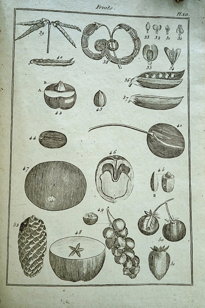 Pujoulx - Botanique des jeunes gens - 1810 #3.2