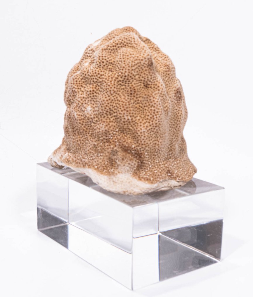 ***Pezzo da collezione*** corallo fine a forma di Kugelhupf Allestimento tassidermico a parete - pefektes Stück GEM - 10 cm - 7 cm - 12 cm - Specie non CITES - 1 #1.0