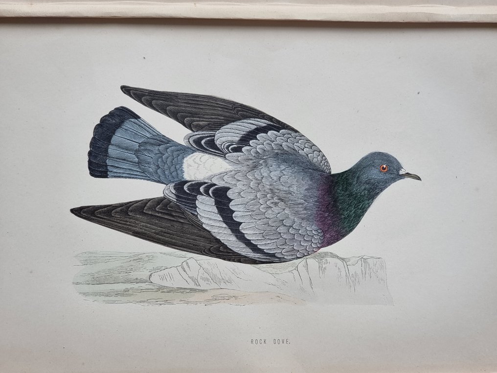 Francis Orpen Morris / Benjamin Fawcett - Lot of 31 plates from "History of British Birds" - 1870 #4.3