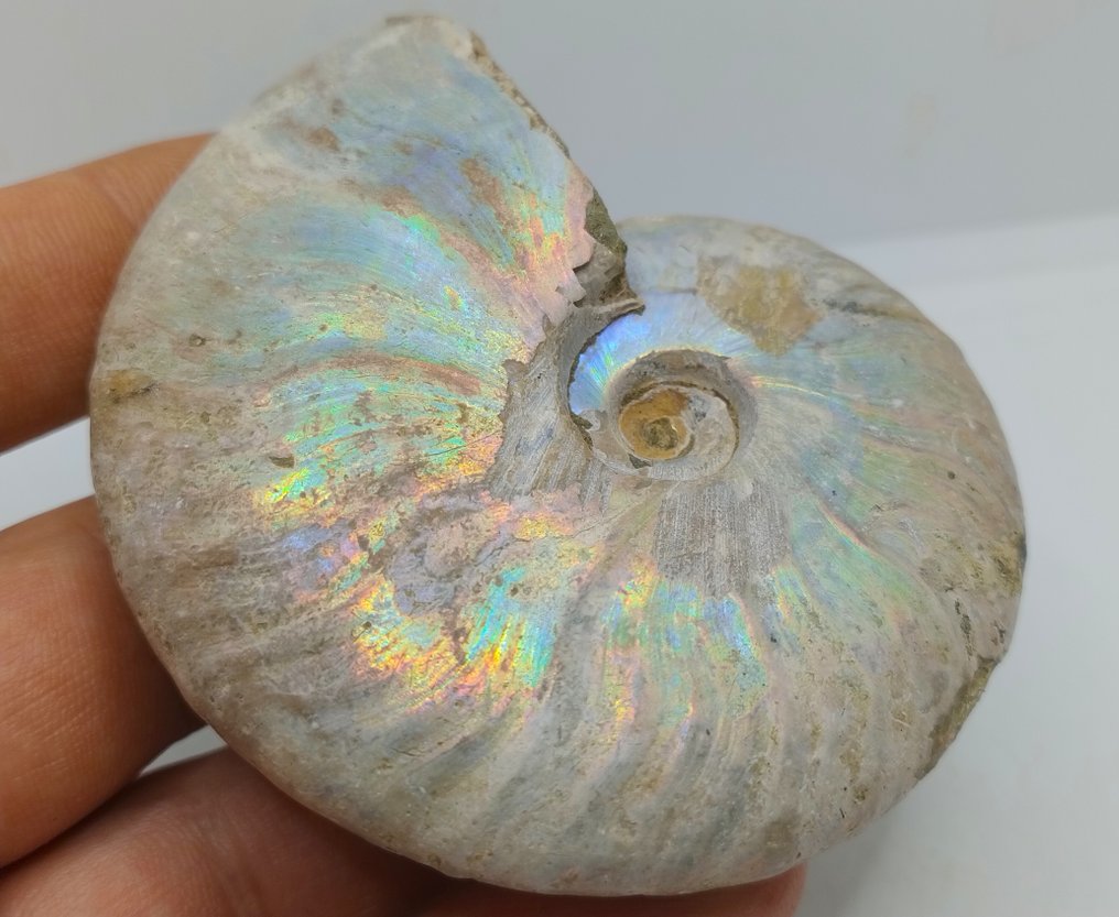 Topfarver - iriserende ammonit - Cleoniceras Besairei "dobbelt side"- 130 g #4.3