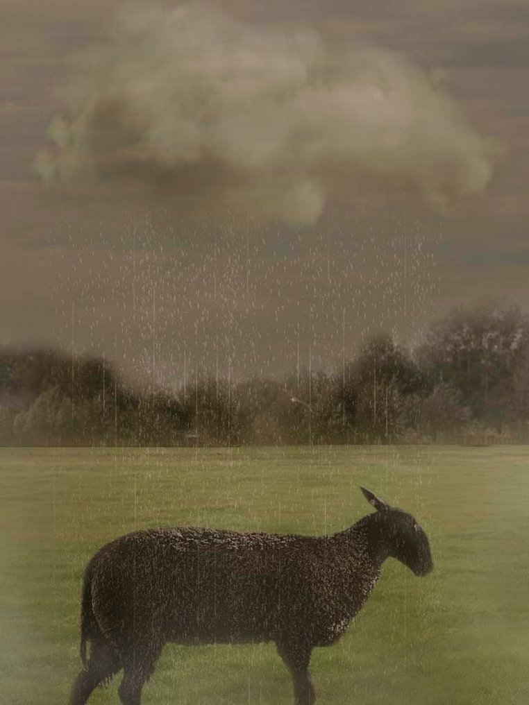 Kaat Stieber - Kaat Stieber - Black Sheep | Giclée Print - Signed - Numbered Edition - Contemporary #1.0