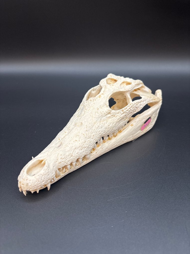 Crocodilo do Nilo Crânio - Crocodylus niloticus - 7 cm - 11 cm - 27 cm- CITES Apêndice II - Anexo B na UE -  (1) #1.0