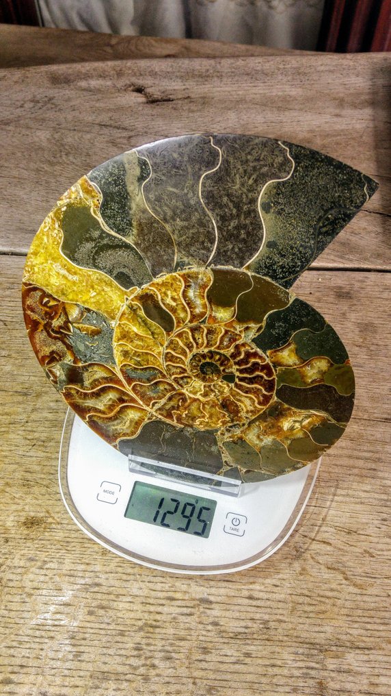 Ammonoid - Fossiliserat djur - Aioloceras (Cleoniceras) sp. - Nautilus - 24 cm - 20 cm #4.3